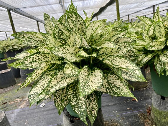 Aglaonema-Snow-White | ppgbbe.intranet.biologia.ufrj.br