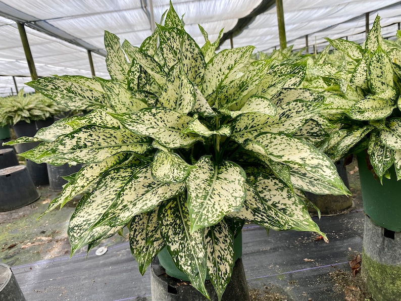 Aglaonema Spring Snow White Dalmation, 10 pot image 1