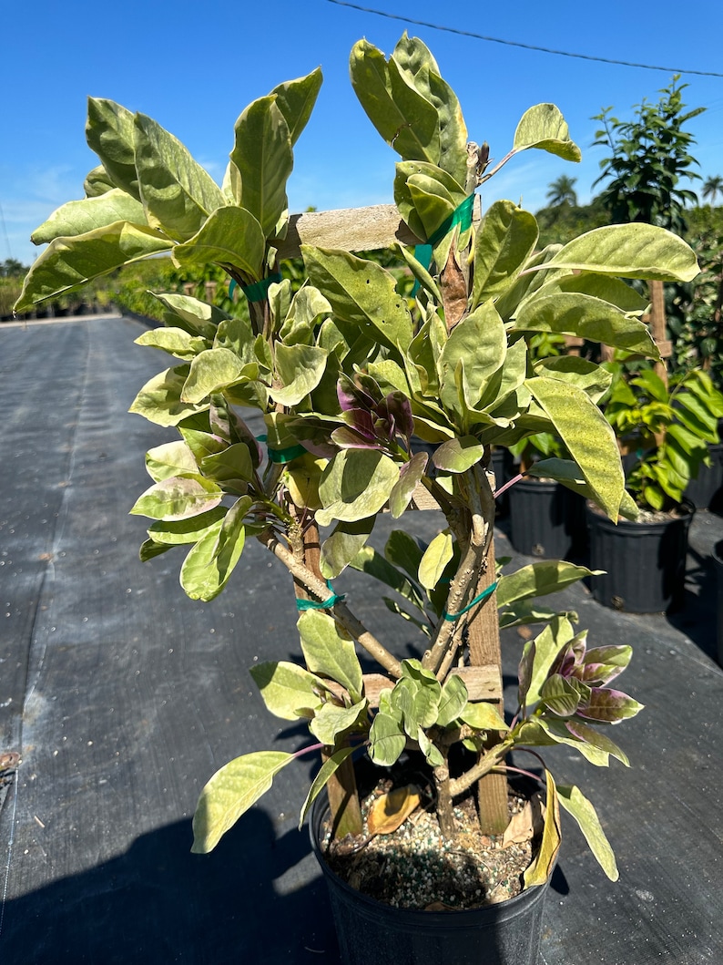 Solandra guttata, Chalice Vine,Cup of Gold, 10 pot vine/climber. On trellis. NO flower image 8