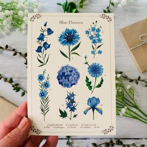 Blue Floral Postcard Set of 6 Wildflowers and Leaves Botanical Notecards Pack Nature Illustrated A6 Flower Art Cards Mini Prints image 2