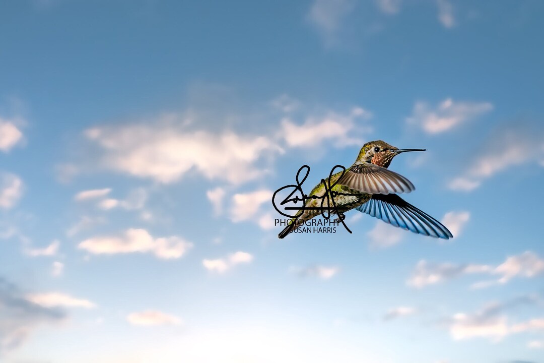 Art Photograph of Beautiful Hummingbird in Flight on a Bright Blue Sky ...