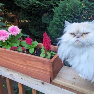 May include: A white fluffy Persian cat sits on a wooden deck railing, looking at the camera with a serious expression. A wooden planter box with pink and red flowers is in the foreground.