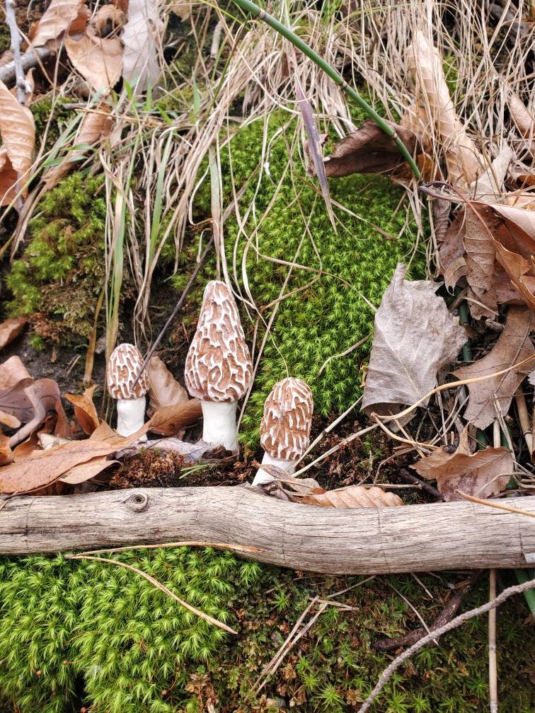 White Morel Garden Mushrooms. Set of 3.Artificial Morels Morel Etsy