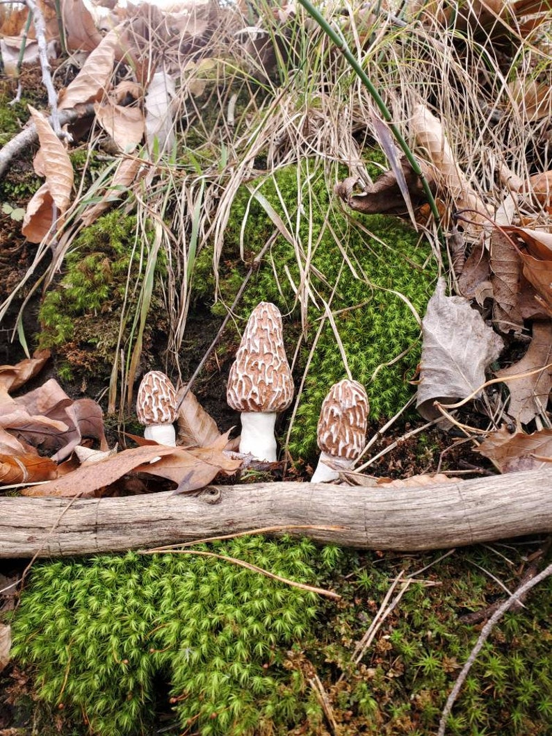 White Morel Garden Mushrooms. Set of 3.artificial Morels Morel Etsy