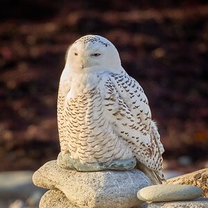 Snowy Owl perched at dawn, Rhode Island coastline