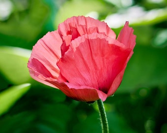 Photograph of a Pink Poppy highlighted by morning summer sun, Sterling, Connecticut