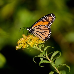 Monarch Butterfly on Ragweed, Plainfield, Connecticut