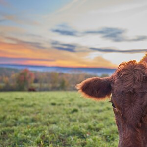 Curly haired cow bathed in Autumn sunrise light, Litchfield Hills, Connecticut