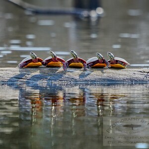 Sun Turtles soaking in the morning sun, Pachaug State Forest, Voluntown, Connecticut
