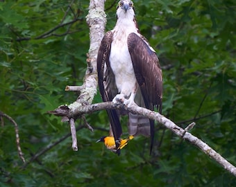 Osprey surprised by Baltimore Oriole, Preston, Connecticut