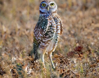 Burrowing Owl, Cape Coral, Florida