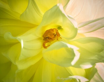 Dahlia Peeper.  Photograph of a Spring Peeper resting in among Dahlia petals.