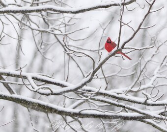 Cardenal norteño en la nieve, Sterling, Connecticut