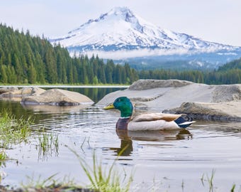 A Mallard under Mount Hood, Oregon