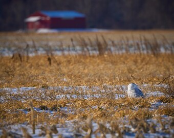 Búho nival, Red Barn, Hadley, MA
