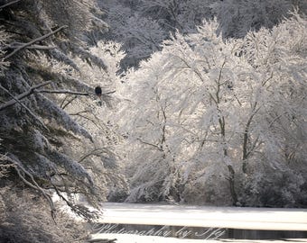 Águila calva sobre un estanque invernal, Sterling, Connecticut
