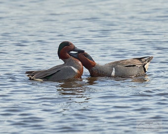 Preciosa fotografía de dos cercetas aladas verdes, Cape May Nueva Jersey