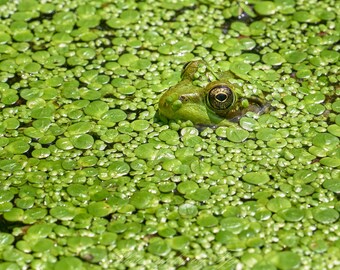 Camuflaje perfecto: rana verde asomándose a través de un estanque cubierto de plantas, Woodbury, Connecticut