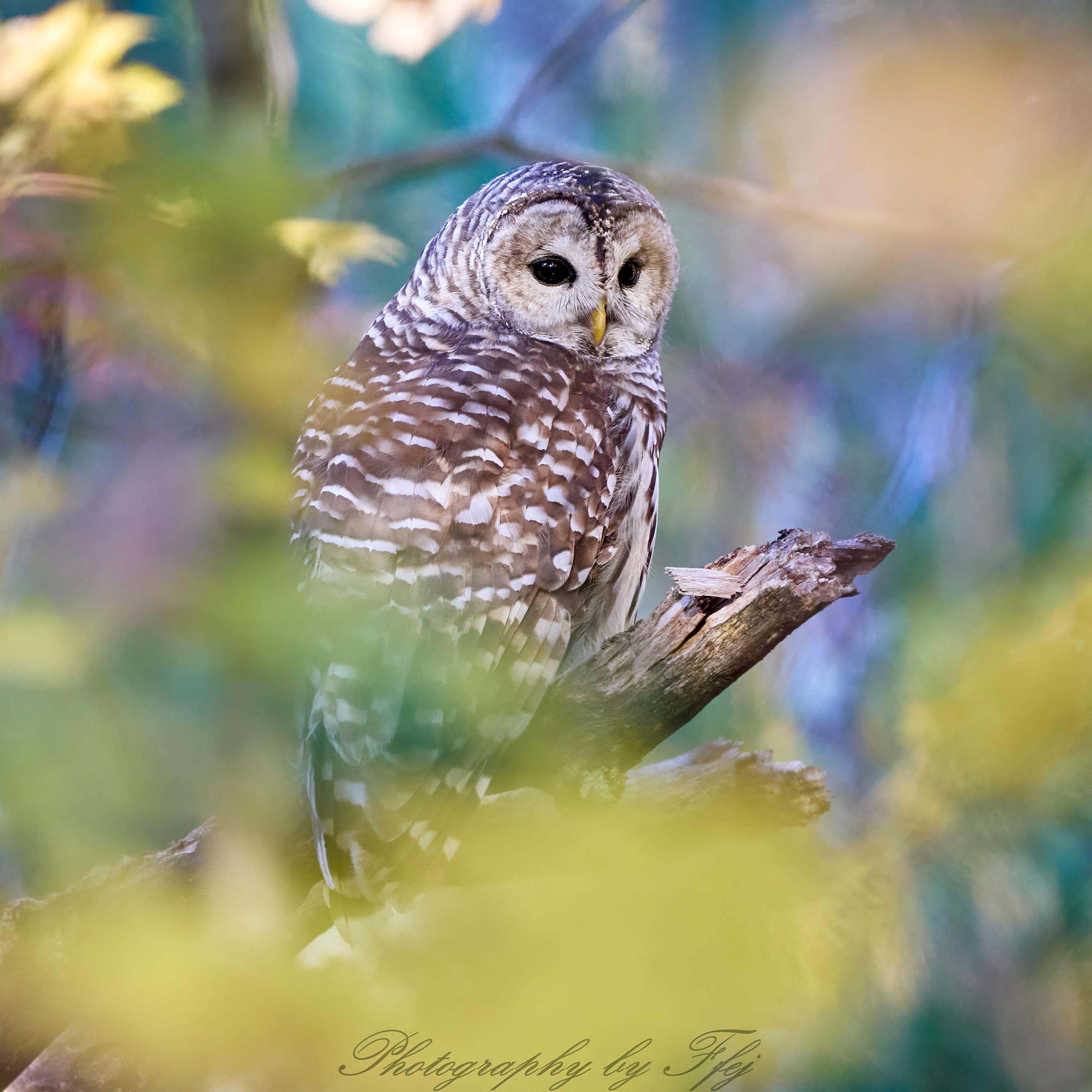Barred Owl nestled in Fall foliage, Voluntown, Connecticut