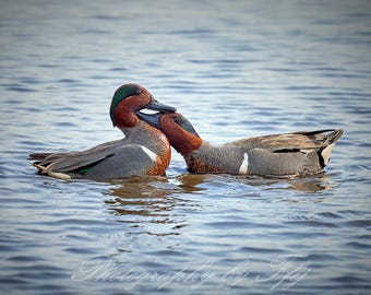 Cercetas de alas verdes, Cape May, Nueva Jersey