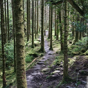 Killarney National Park, Wooded trail on Torc Mountain, Ireland