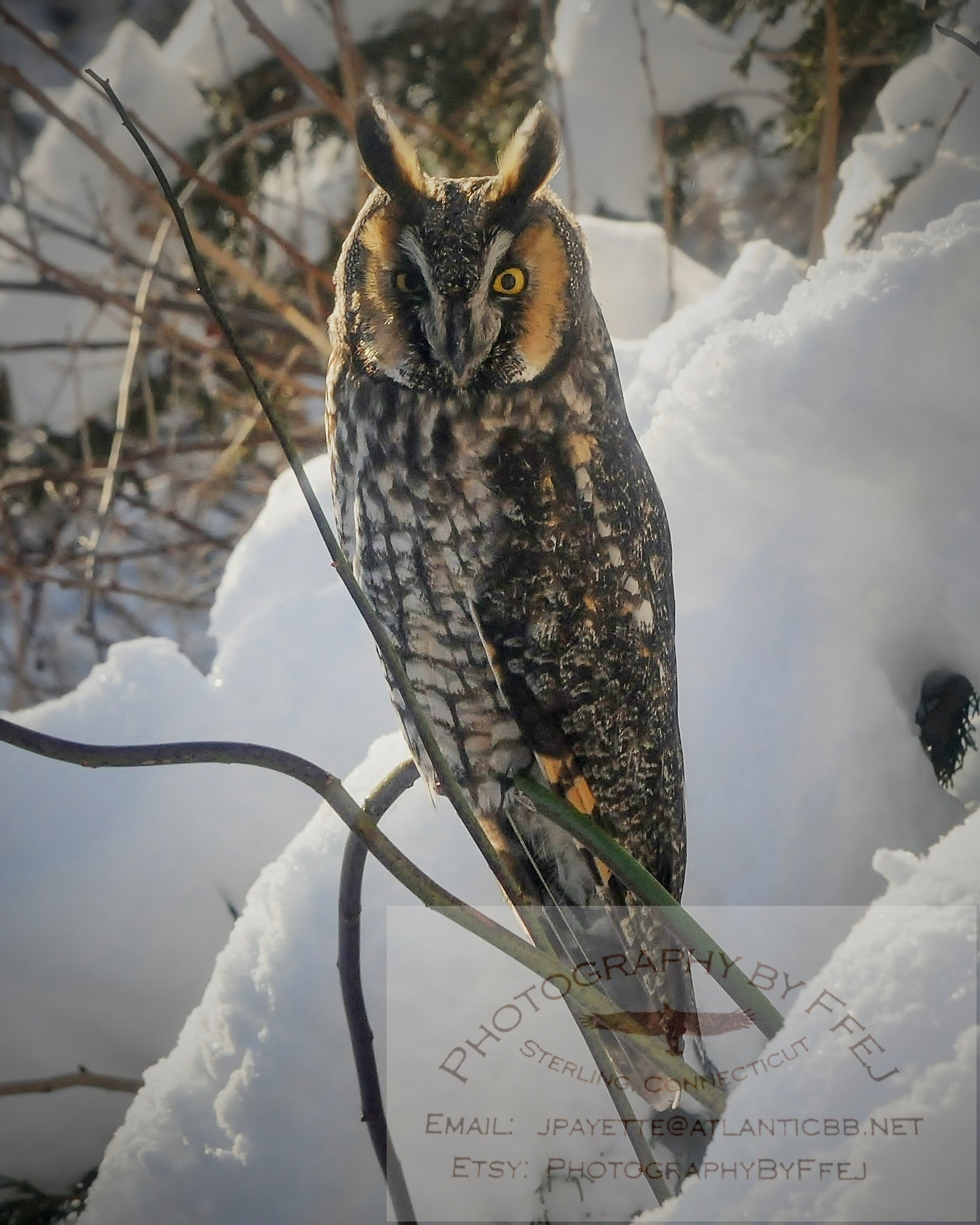 Long Eared Owl, Wildlife, Nature Photography, Sterling, Connecticut