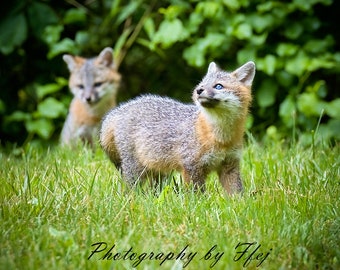 Grey Fox pup exploring the world, Woodstock, Connecticut
