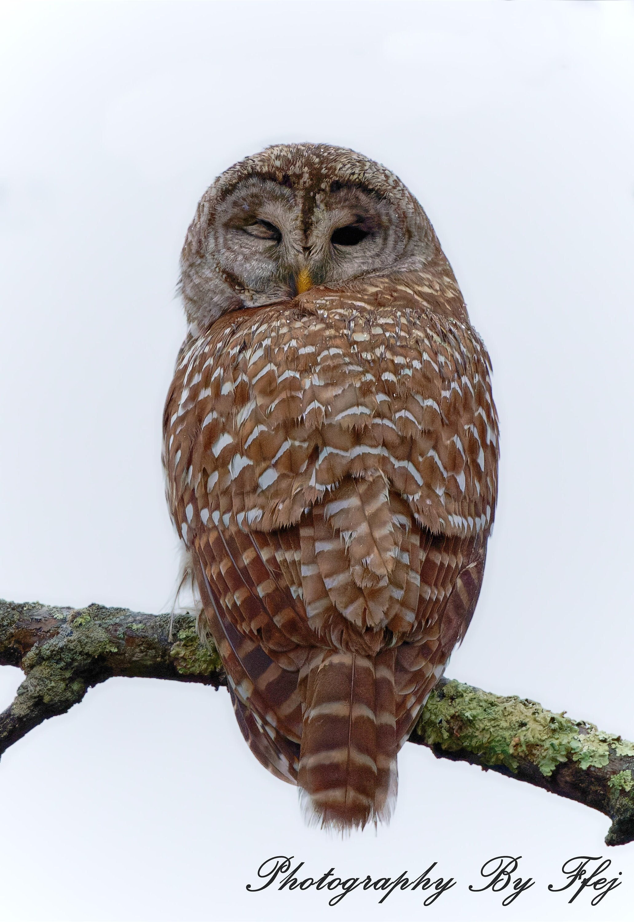 Barred Owl Winking, Sterling, Connecticut