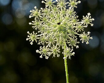 Fuegos artificiales de la naturaleza. Hermosa fotografía de la Encaje de la Reina Ana bajo el sol de verano, Sterling, Connecticut.