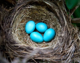 Beautiful nest of blue Robin Eggs, Smithfield, RI