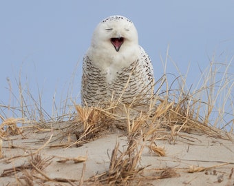 Laughing Snowy Owl, Parker River National Wildlife Refuge, Newbury, Massachusetts
