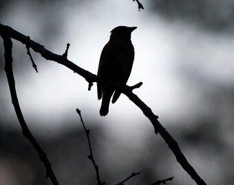 Silueta de un ala-blanca, Preston, Connecticut