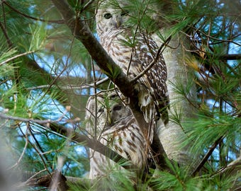 Par de búhos barrados con corazón emplumado, Sterling, CT