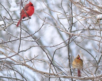 A Winter Cardinal Couple, Sterling, Connecticut