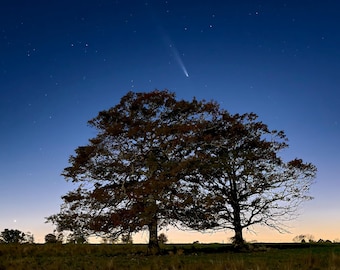El cometa Tsuchinshan-ATLAS sobre los robles gemelos de Ekonk Hill, Sterling, Connecticut