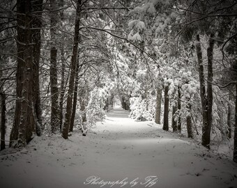 Un sendero invernal en el bosque estatal de Pachaug, Voluntown, Connecticut