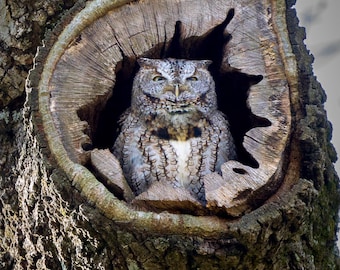 Búho chillón oriental bajo el sol matutino, Providence, Rhode Island