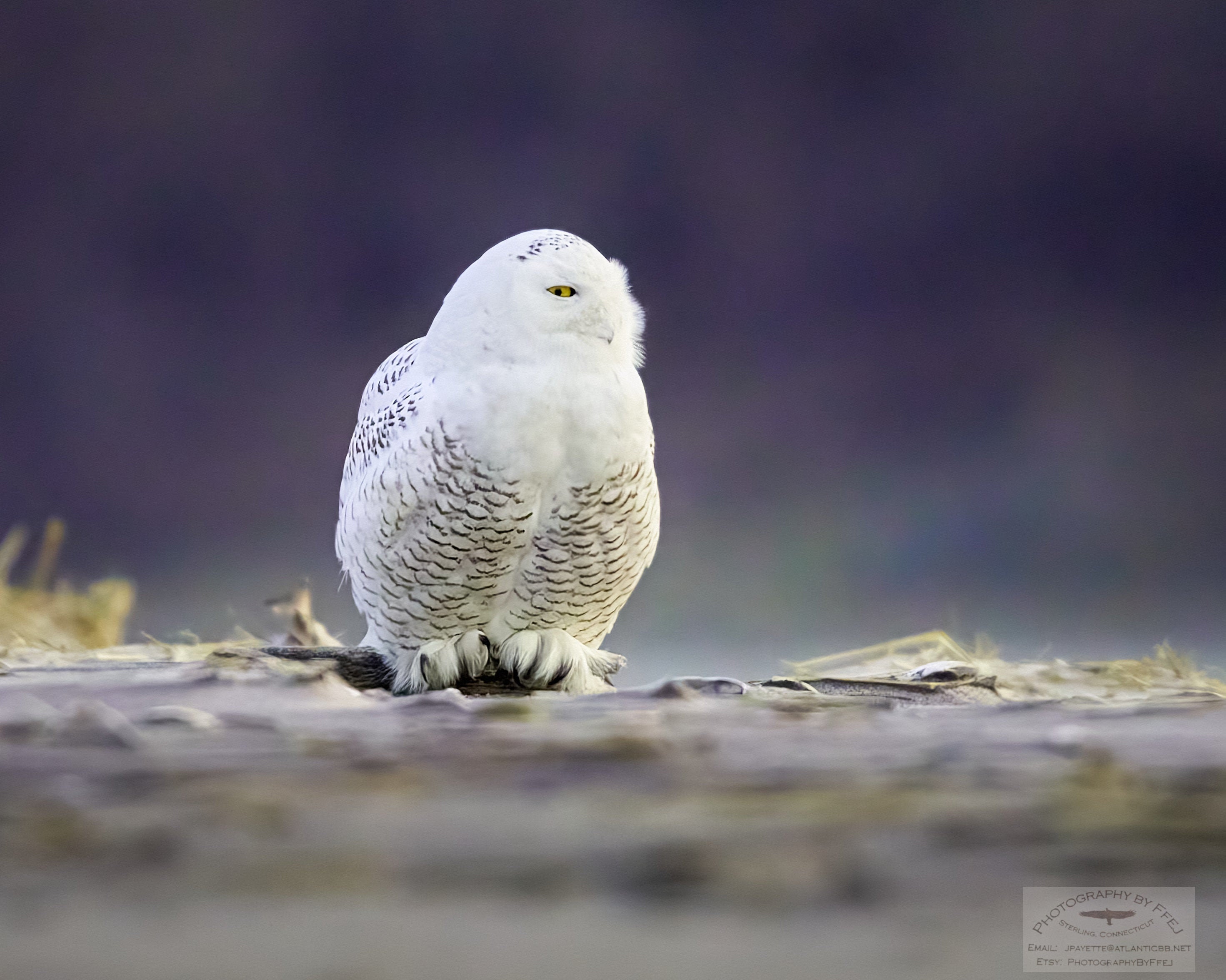 Snowy Owl on the Beach, Parker River National Wildlife Refuge, Newbury, Massachusetts