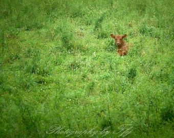 Fotografía de una cría de ternera escondida entre la hierba alta, Griswold, Connecticut.