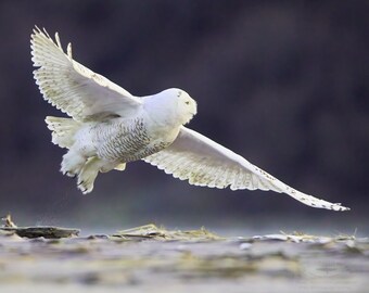 Snowy Owl at Launch, Parker River National Wildlife Refuge, Newbury, Massachusetts