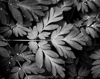 Morning Dew on Ferns, Oregon