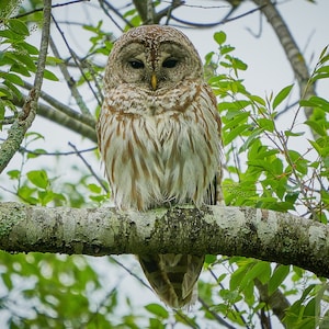 Barred Owl, Wildlife, Nature Print, Sterling, Connecticut