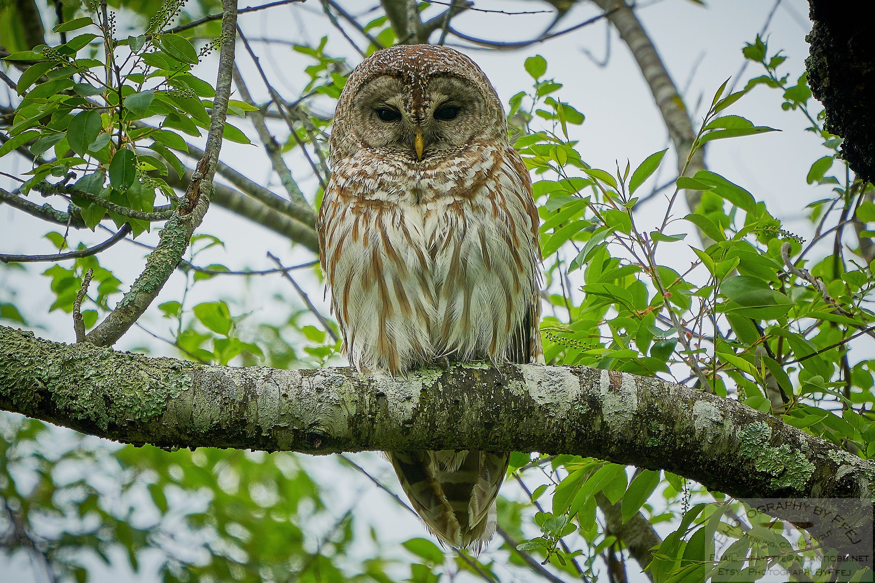 Barred Owl, Wildlife, Nature Print, Sterling, Connecticut