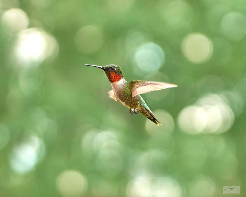 Ruby Floating, Ruby Throated Hummingbird Floating Amid the Gardens in ...