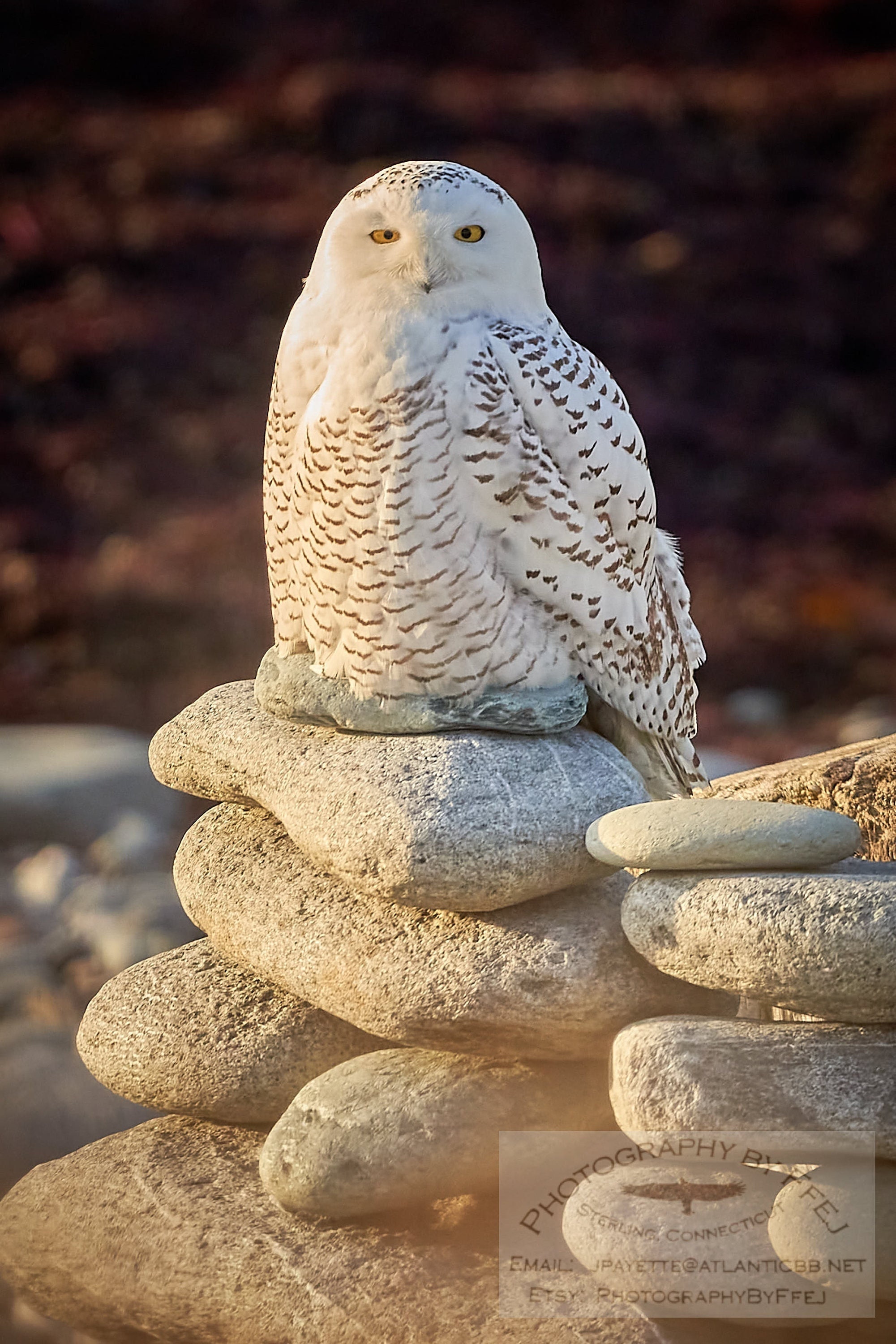 Snowy Owl at Dawn, Rhode Island