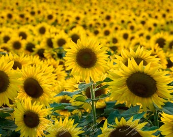 Un campo de girasoles; fotografía de una tarde de verano en Buttonwoods Farm, Griswold, Connecticut