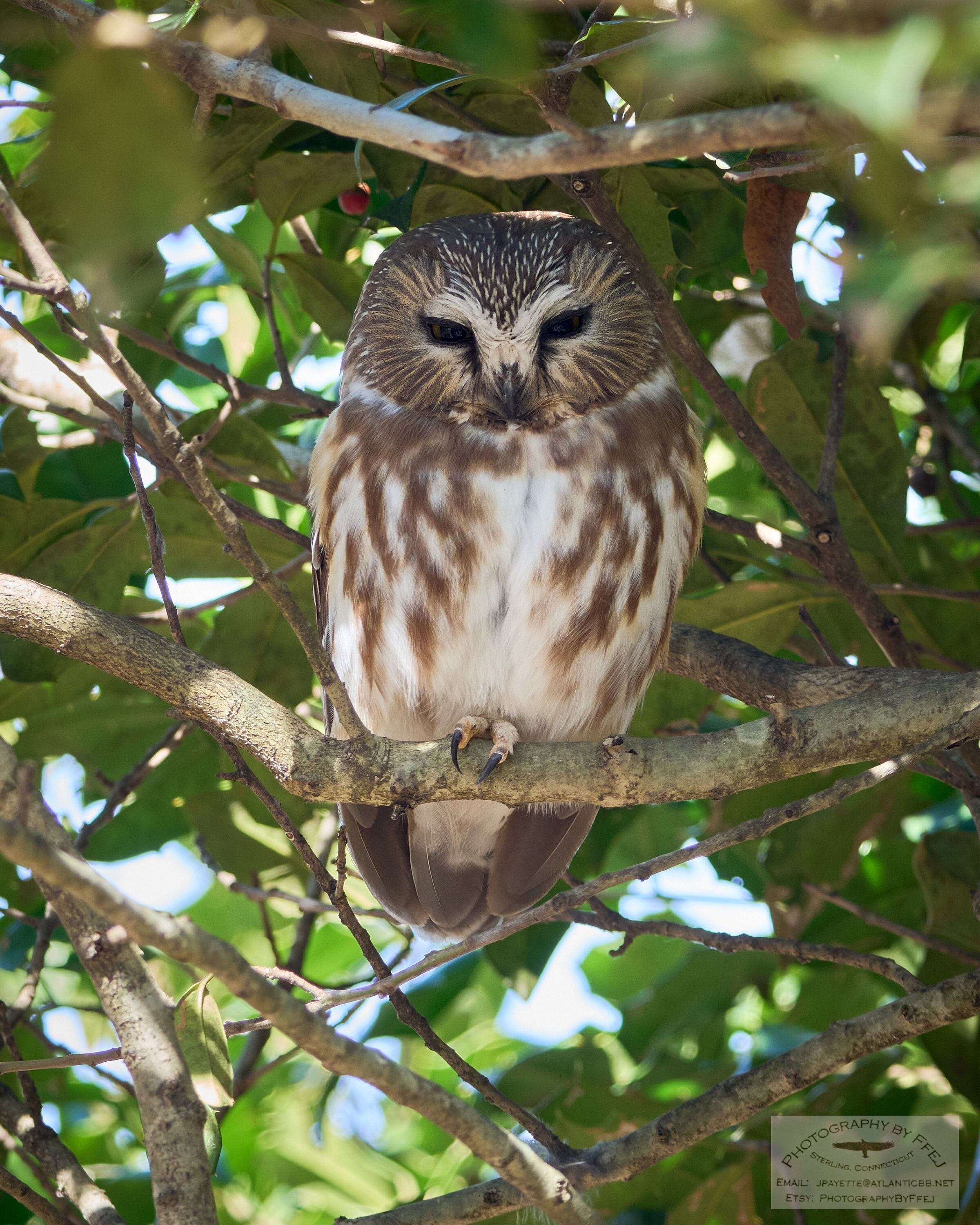 Beautiful photograph of a Northern Saw-whet Owl perched in a Holly tree, Greenwich, Connecticut