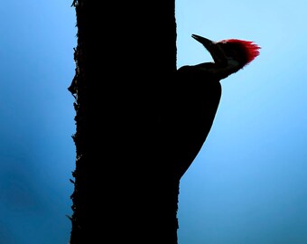 Pileated Woodpecker at Sunrise, Fort Meyers, Florida