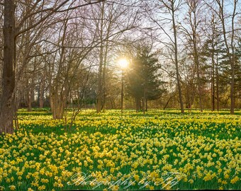 Spring Daffodils, Parsons Reserve, Dartmouth, Massachusetts