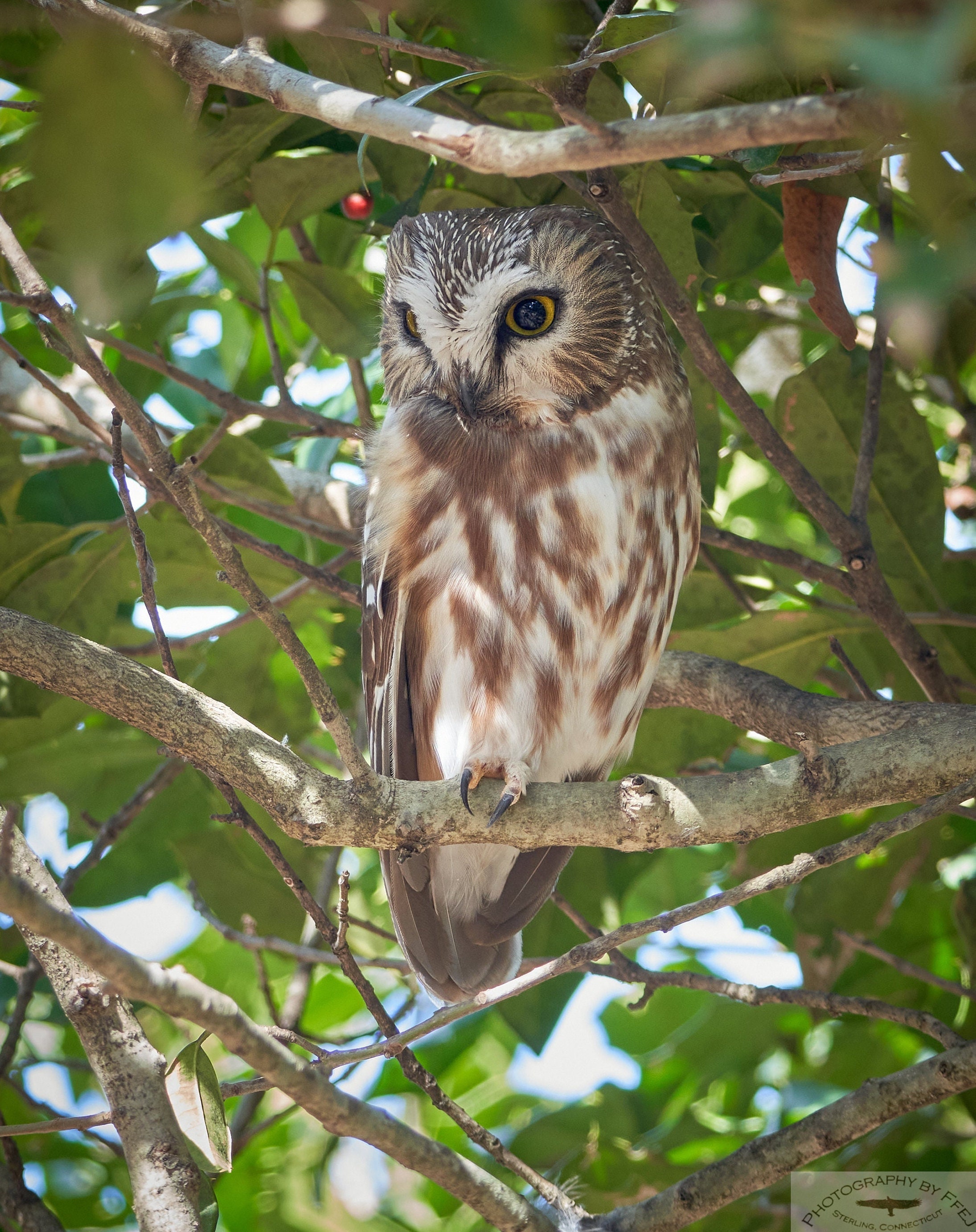 Photograph of a Northern saw-whet Owl perched in a Holly tree, Greenwich, CT